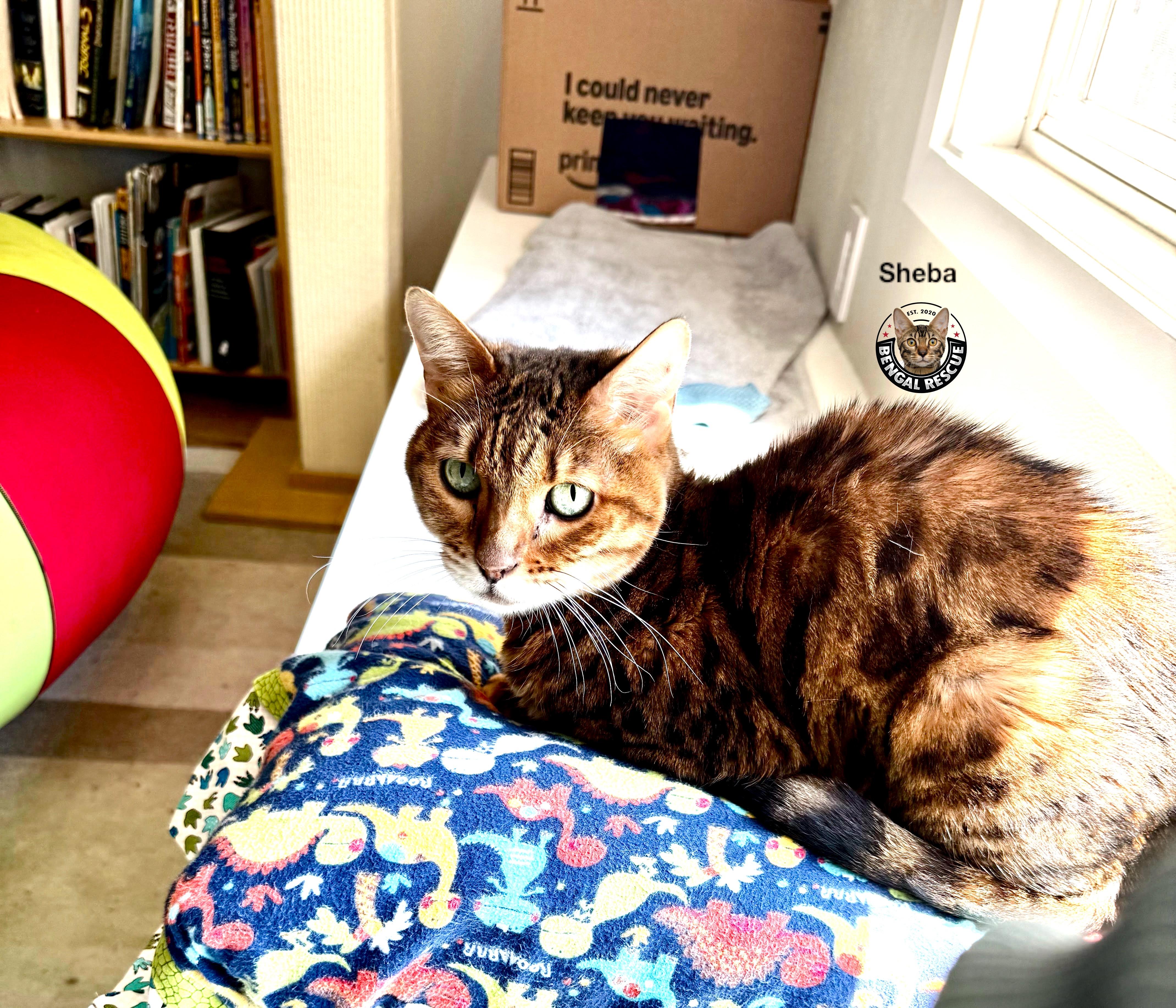 Enlarge Sheba and Zena, a Adoptable Bengal in Kirkland, WA image 3/6