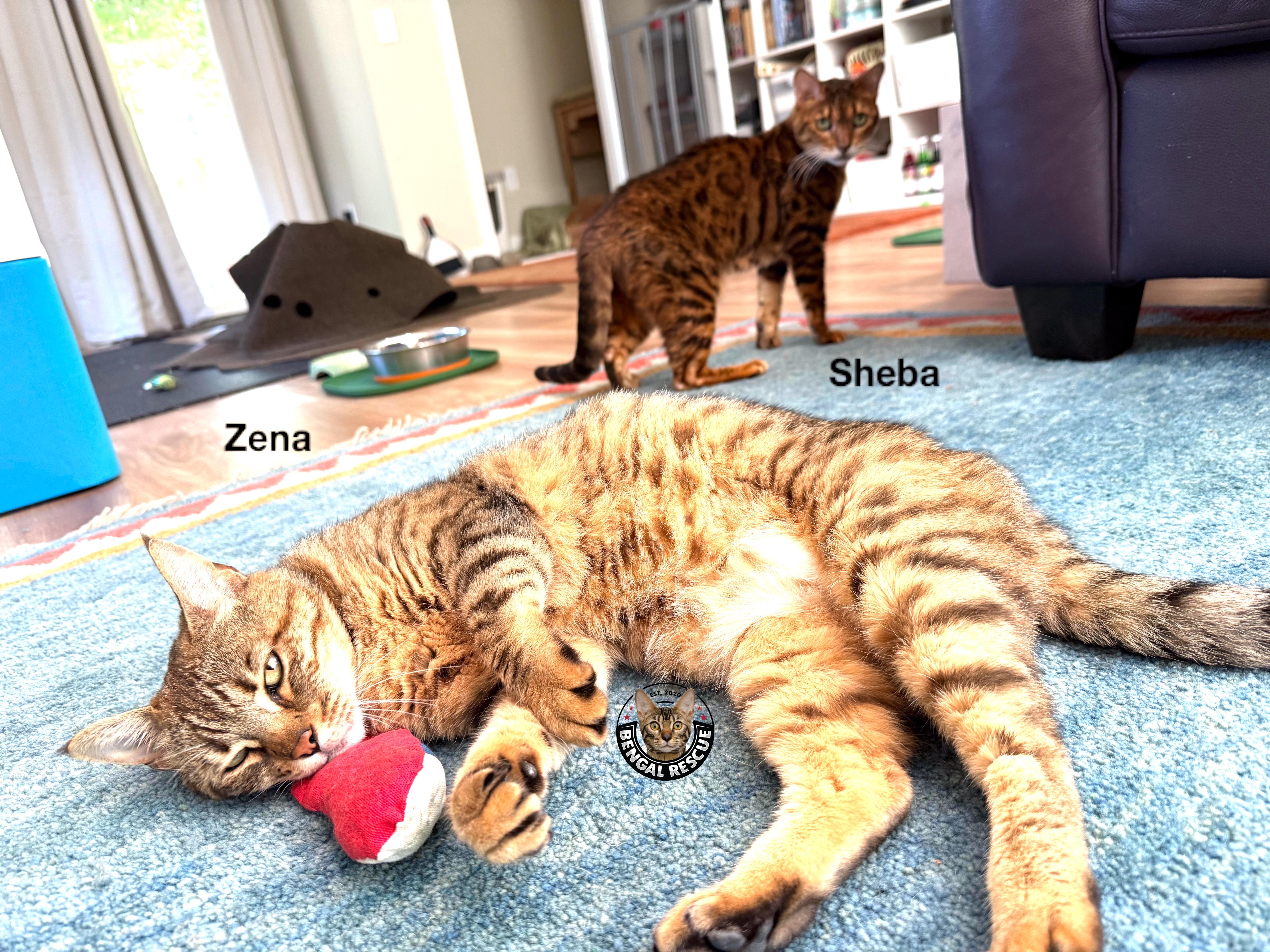 Sheba and Zena, Adoptable, Senior Female Bengal.