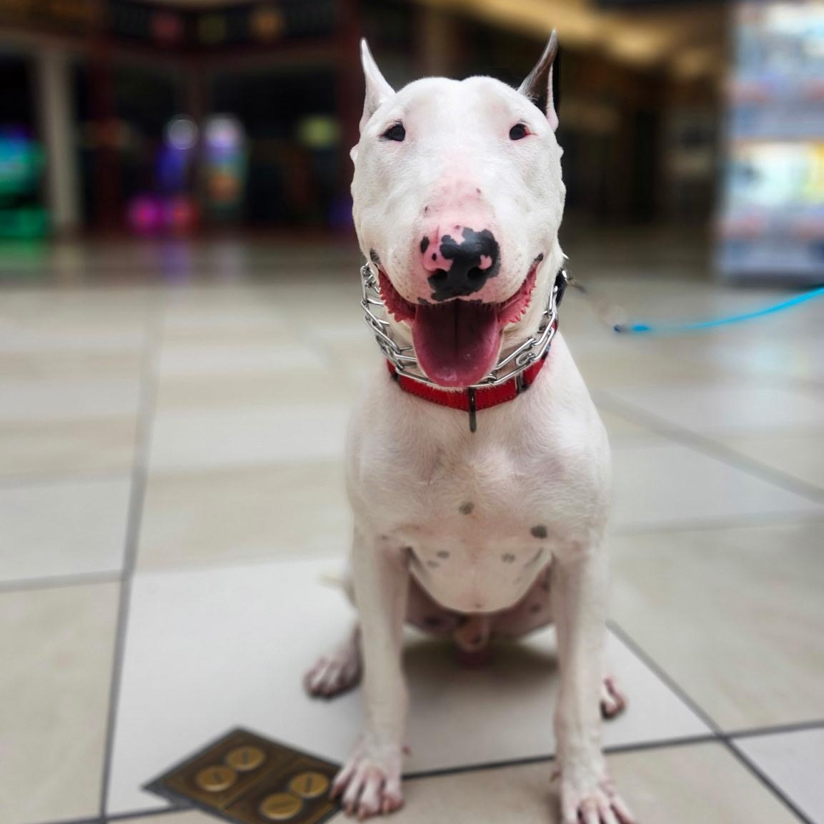 Tyson, Adoptable, Young Male Bull Terrier.