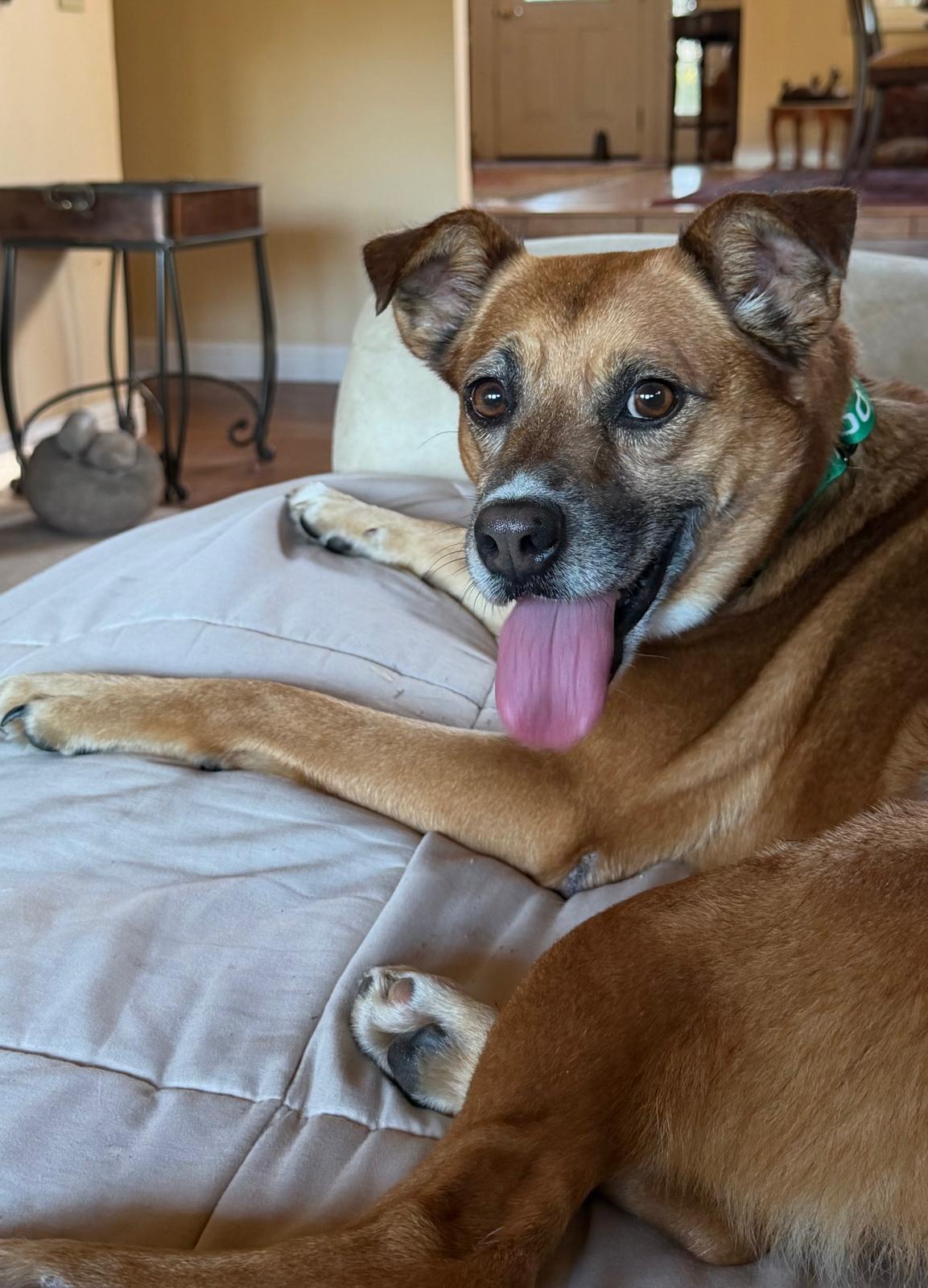Enlarge OAKLEY, an adopted mixed breed in Arroyo Grande, CA image 3/5