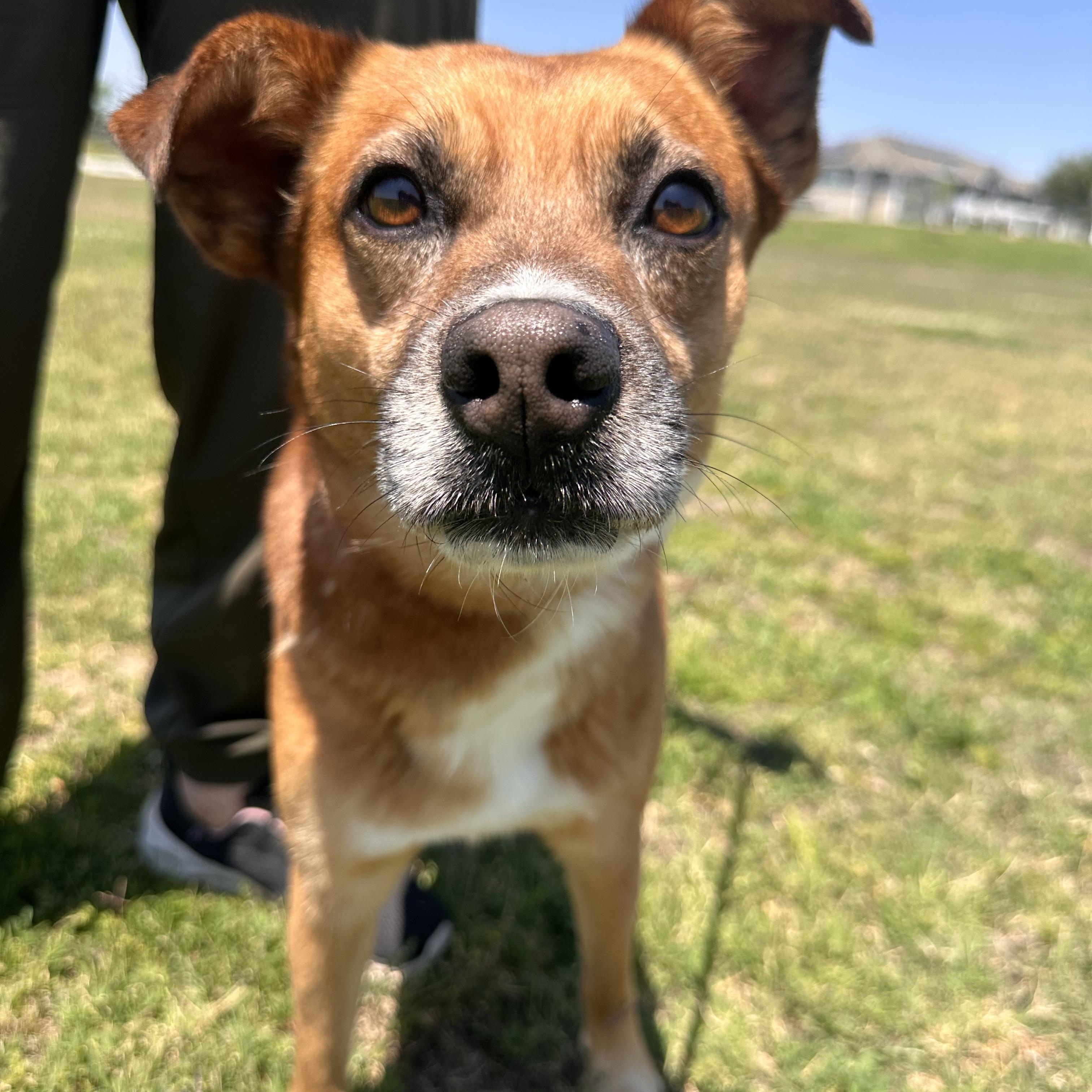Enlarge OAKLEY, an adopted mixed breed in Arroyo Grande, CA image 5/5