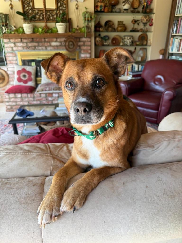 Enlarge OAKLEY, an adopted mixed breed in Arroyo Grande, CA image 2/5