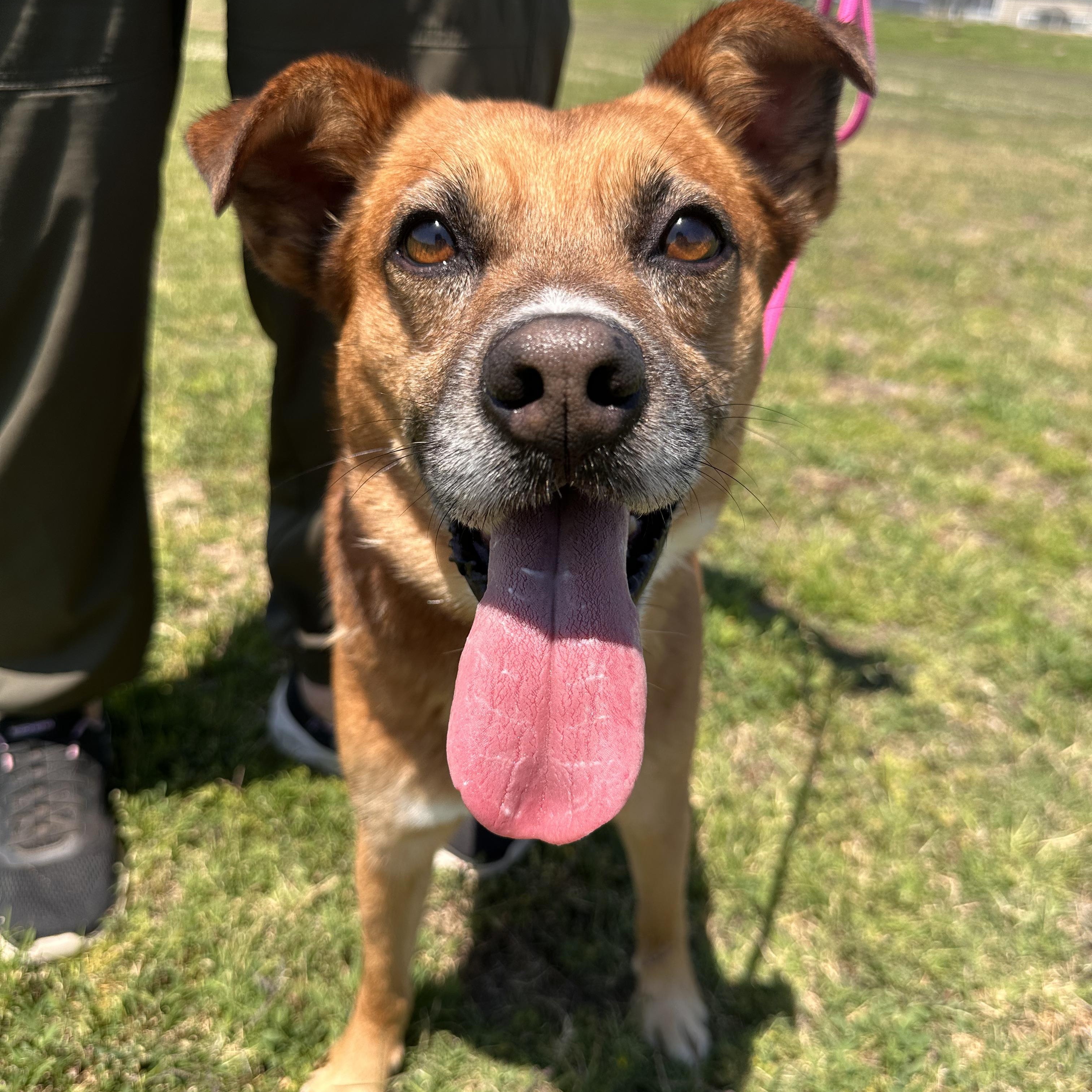 OAKLEY, adopted, Adult Male Terrier.