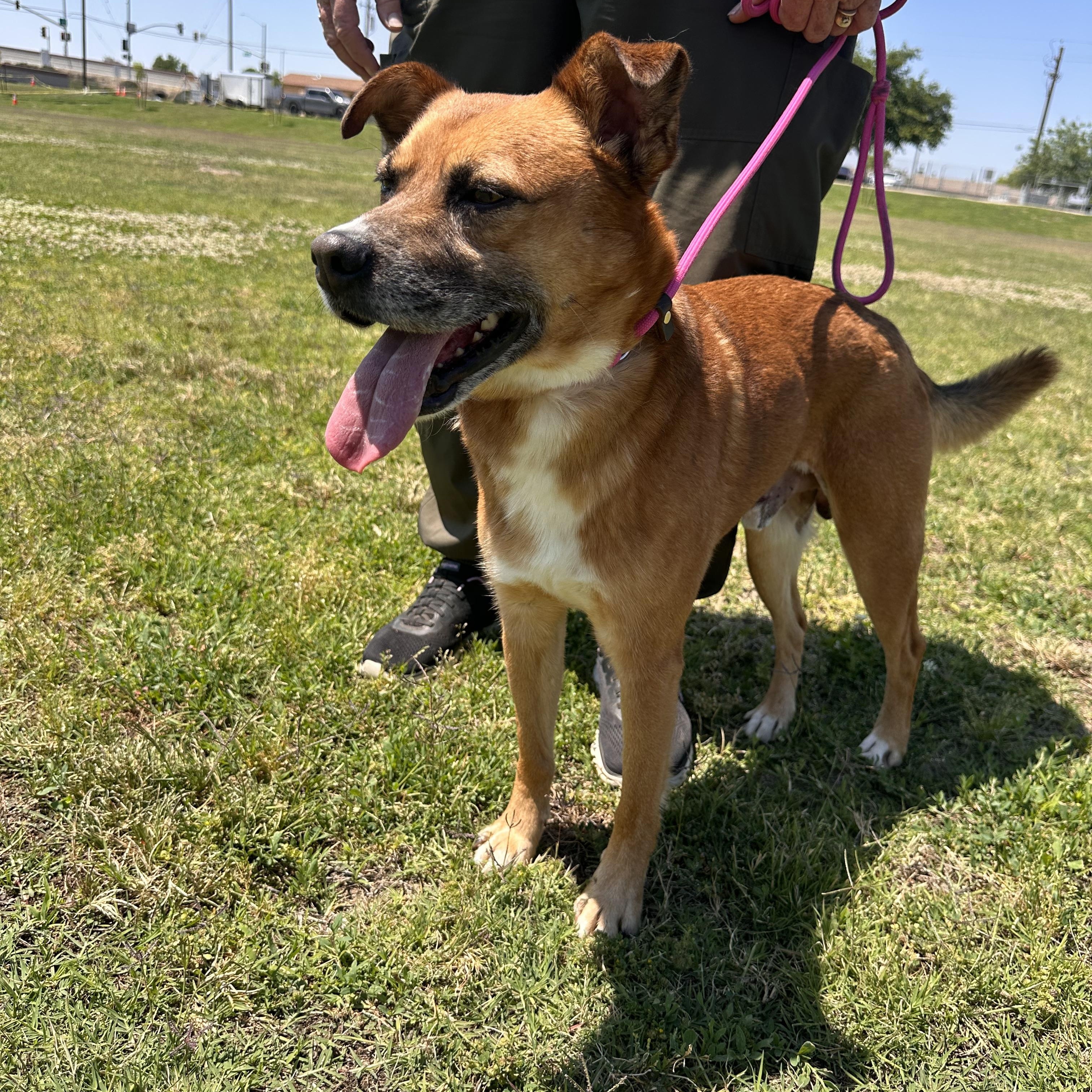 Enlarge OAKLEY, an adopted mixed breed in Arroyo Grande, CA image 4/5