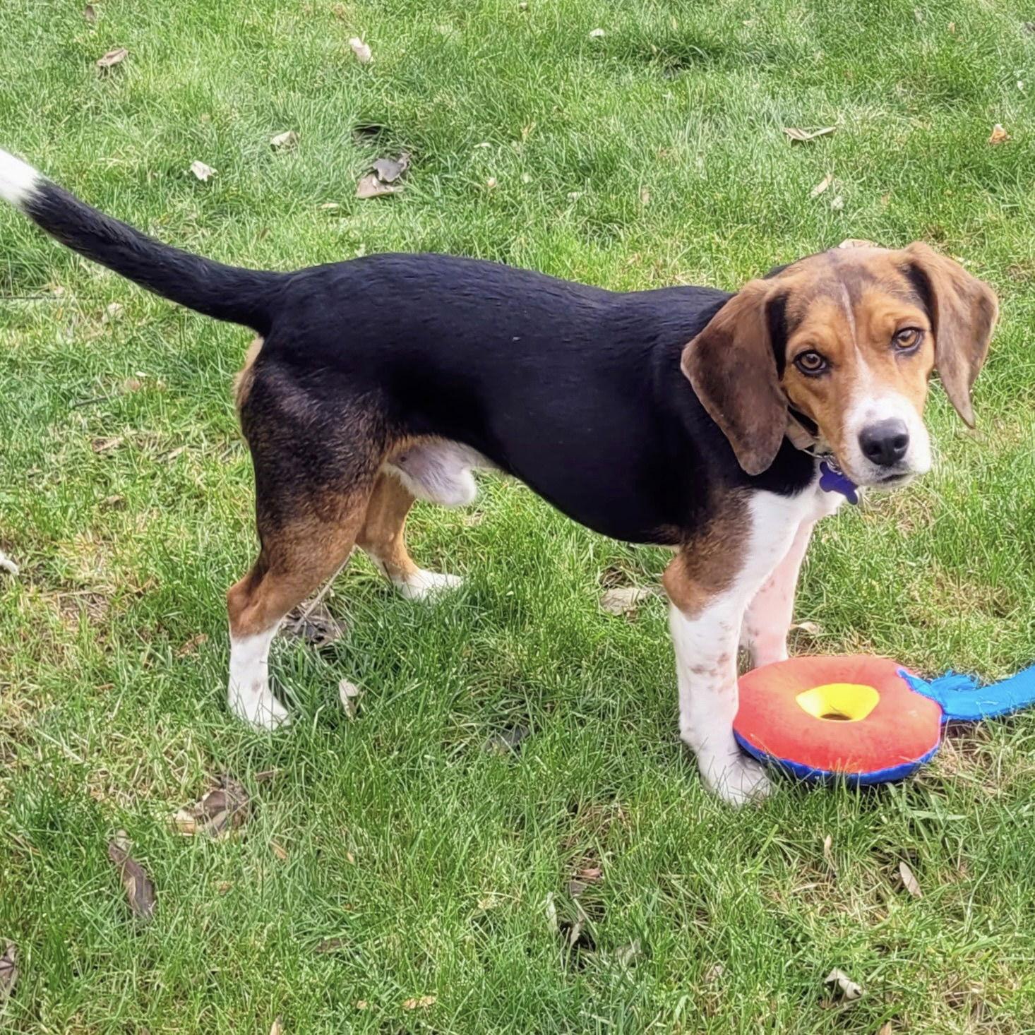 Enlarge Jones 2025, a Adoptable Beagle in Norwood, OH image 2/3