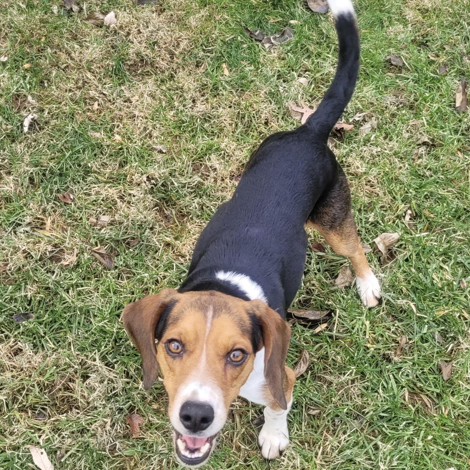 Enlarge Jones 2025, a Adoptable Beagle in Norwood, OH image 3/3