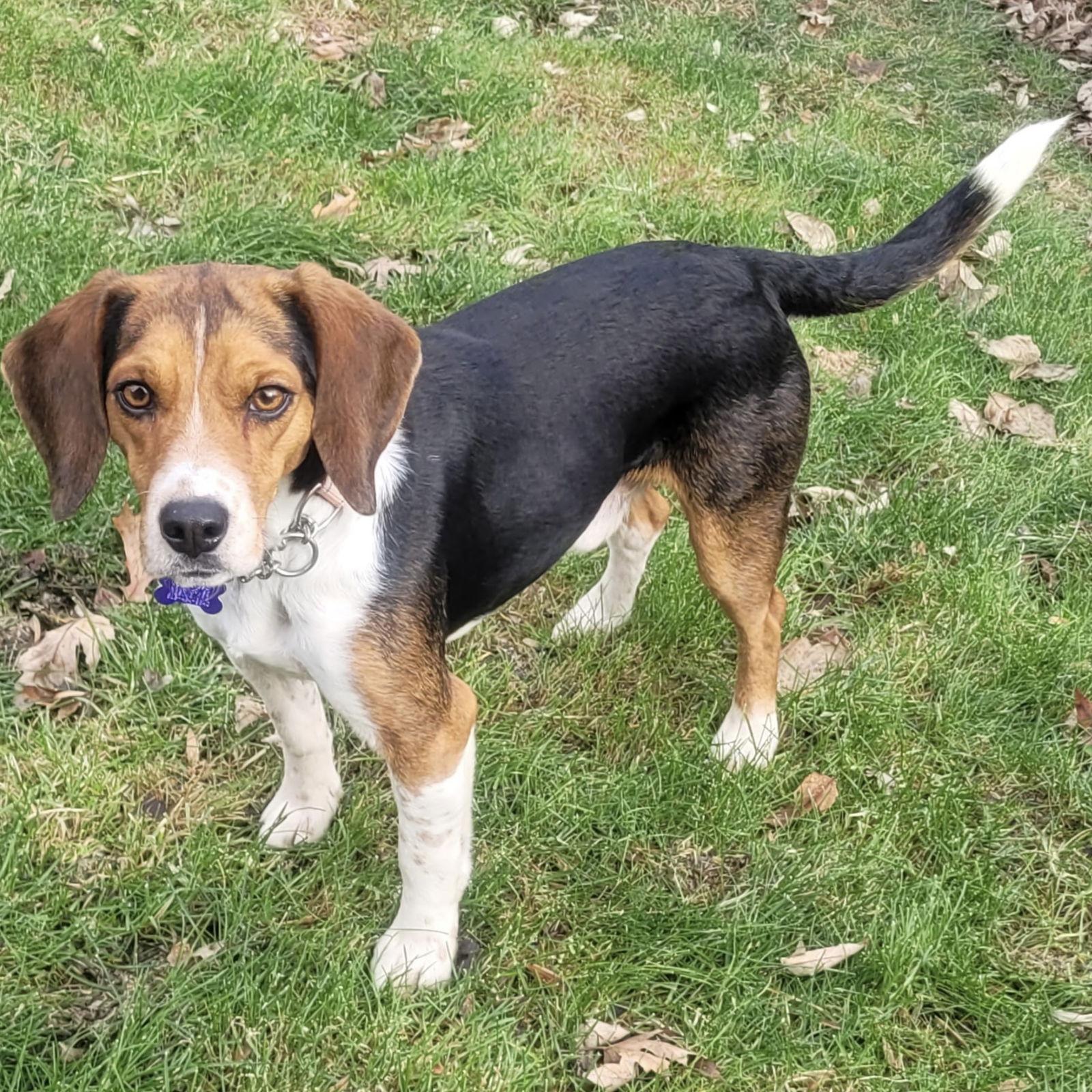 Jones 2025, Adoptable, Adult Male Beagle.