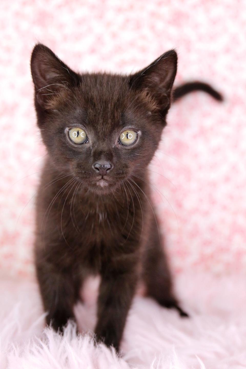 Pepper Jack, adopted, Young Male Domestic Short Hair.