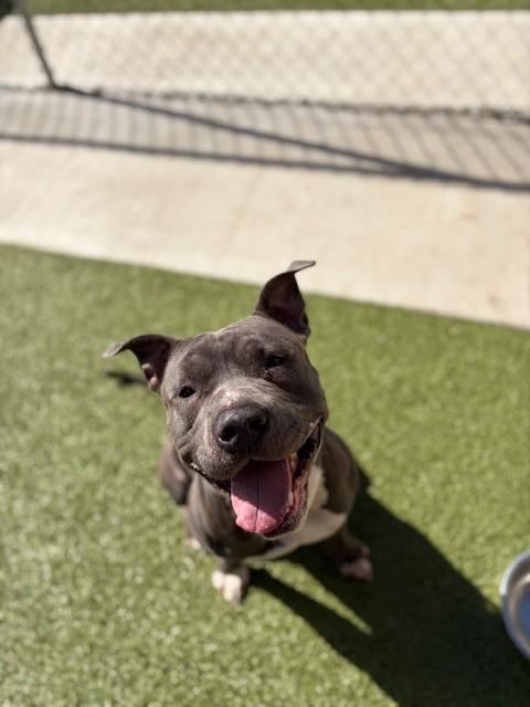 Benito, a ADOPTABLE Pit Bull Terrier in Fayetteville, AR image 5/5