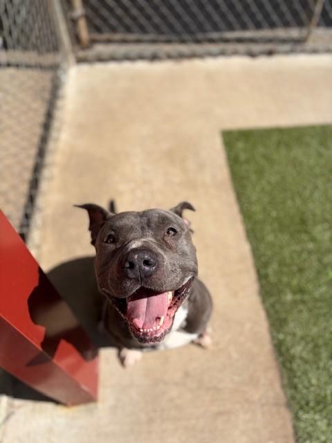 Benito, a ADOPTABLE Pit Bull Terrier in Fayetteville, AR image 4/5