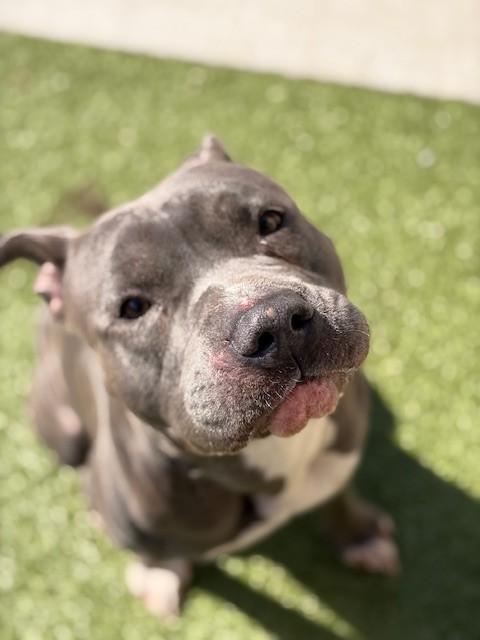 Benito, a ADOPTABLE Pit Bull Terrier in Fayetteville, AR image 2/5