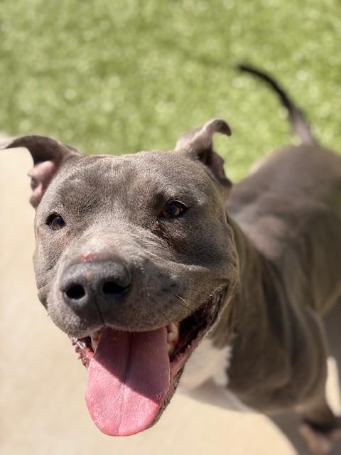 Benito, ADOPTABLE, Adult Male Pit Bull Terrier.