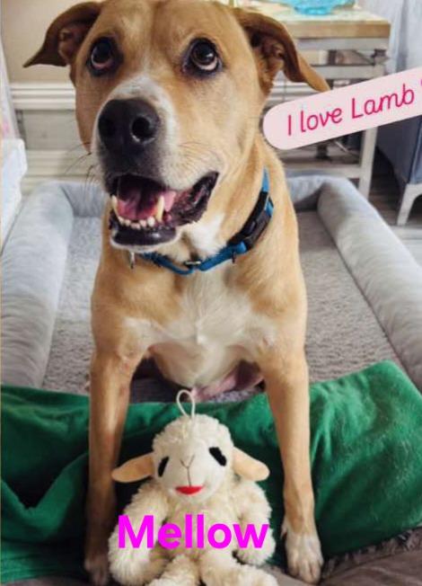 Enlarge Mellow, a Adoptable mixed breed in Kemp, TX image 1/5