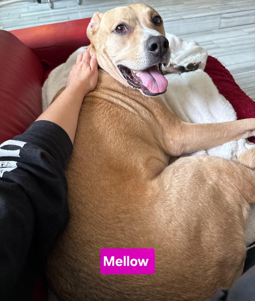 Enlarge Mellow, a Adoptable mixed breed in Kemp, TX image 2/5