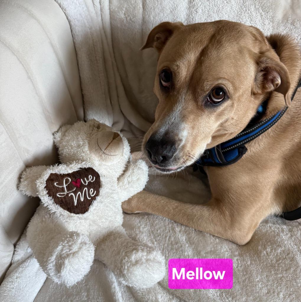 Enlarge Mellow, a Adoptable mixed breed in Kemp, TX image 3/5