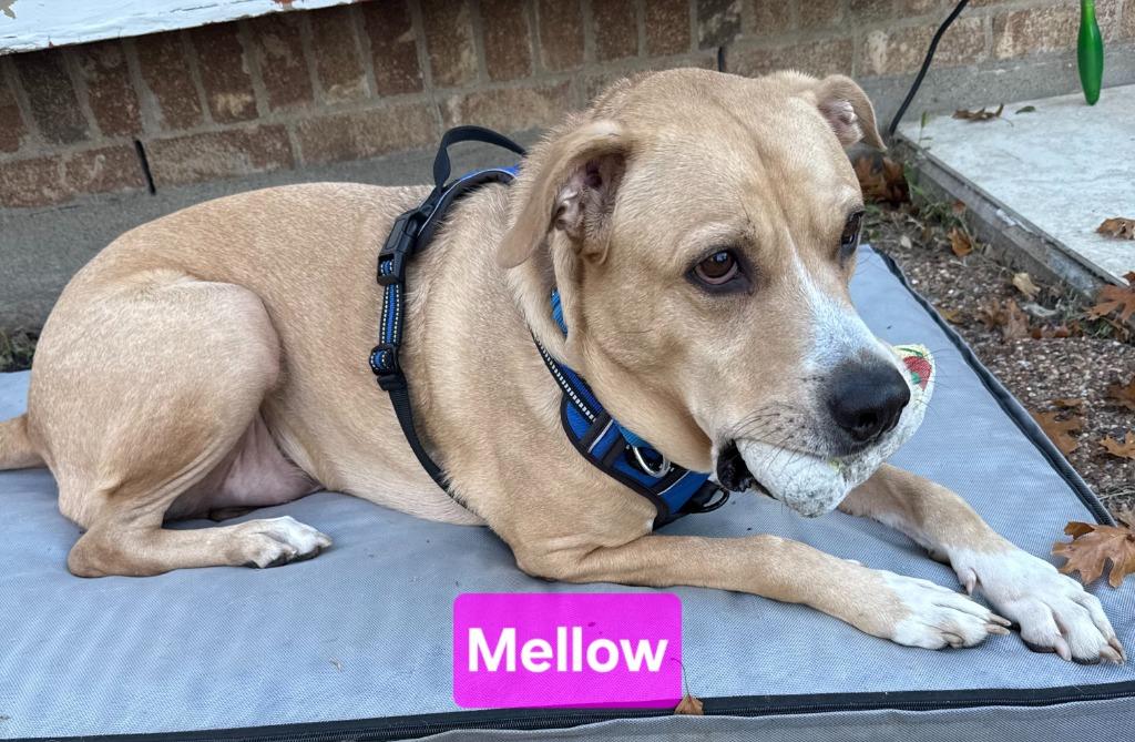 Enlarge Mellow, a Adoptable mixed breed in Kemp, TX image 4/5