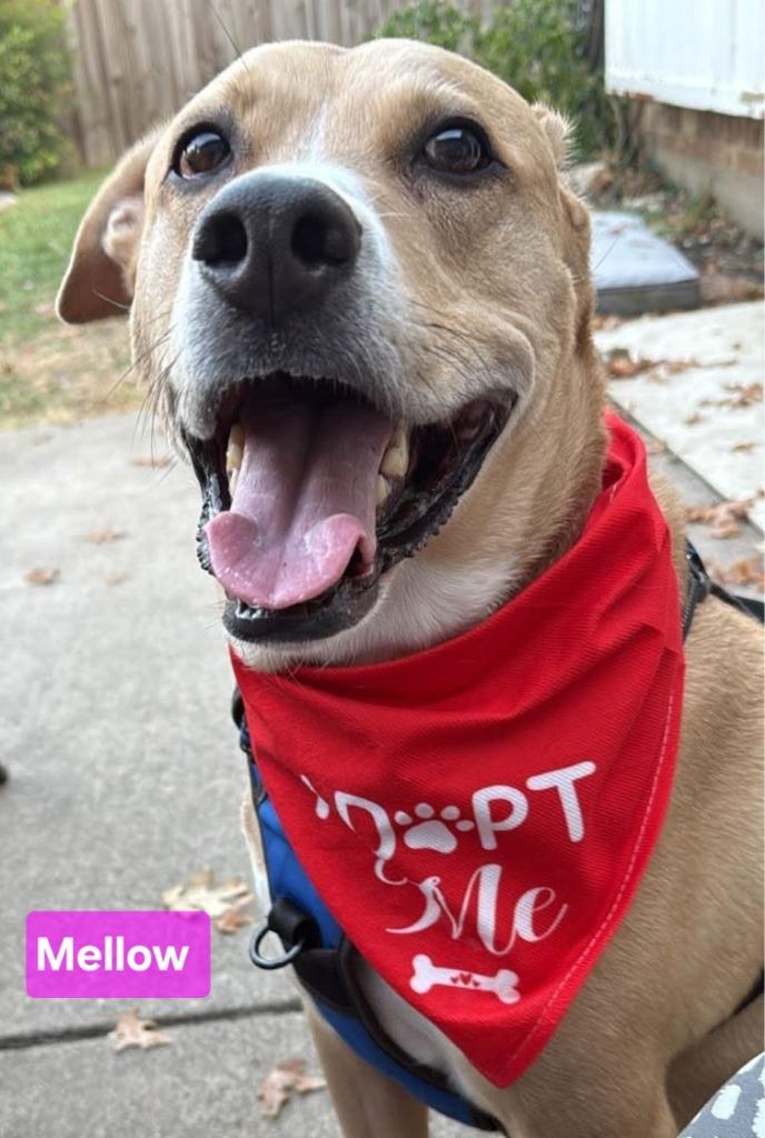 Enlarge Mellow, a Adoptable mixed breed in Kemp, TX image 5/5