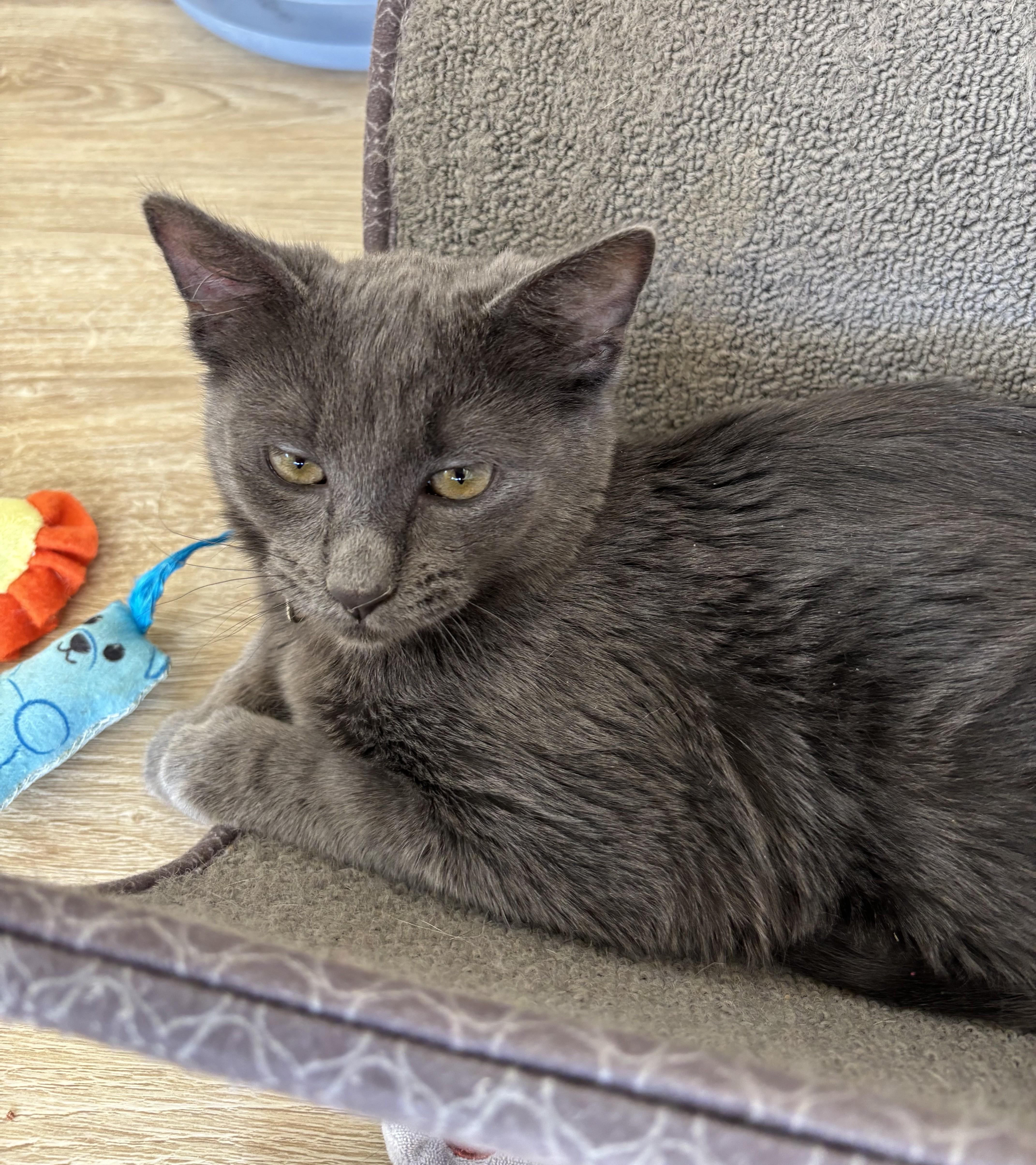 Tiffany and Trixie, adoptable, Young Female Domestic Short Hair.