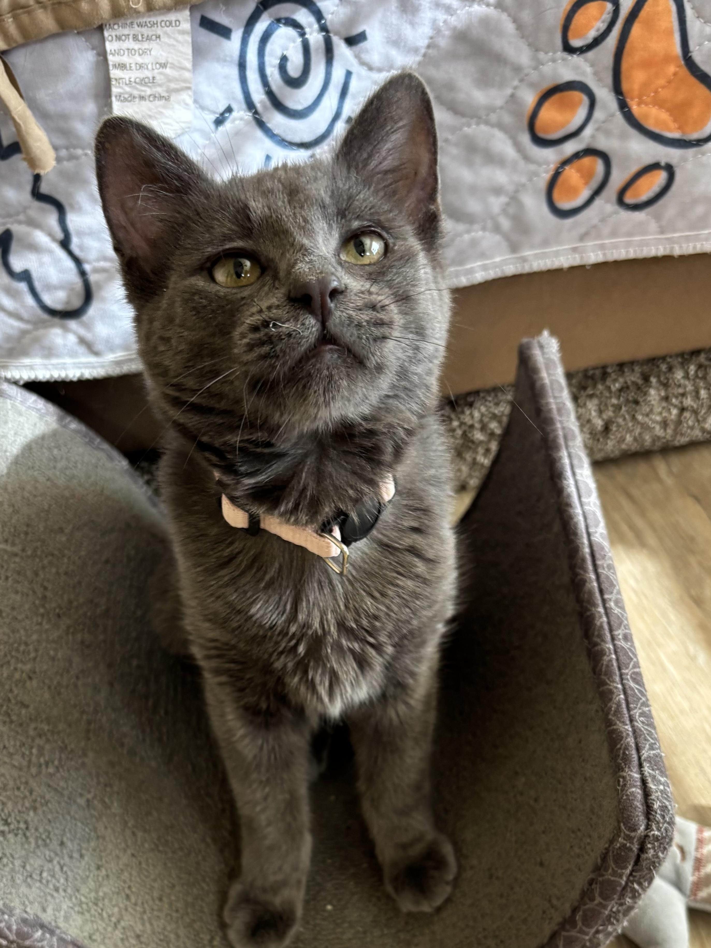 Enlarge Tiffany and Trixie, an adoption pending Domestic Short Hair in Sierra Vista, AZ image 2/6