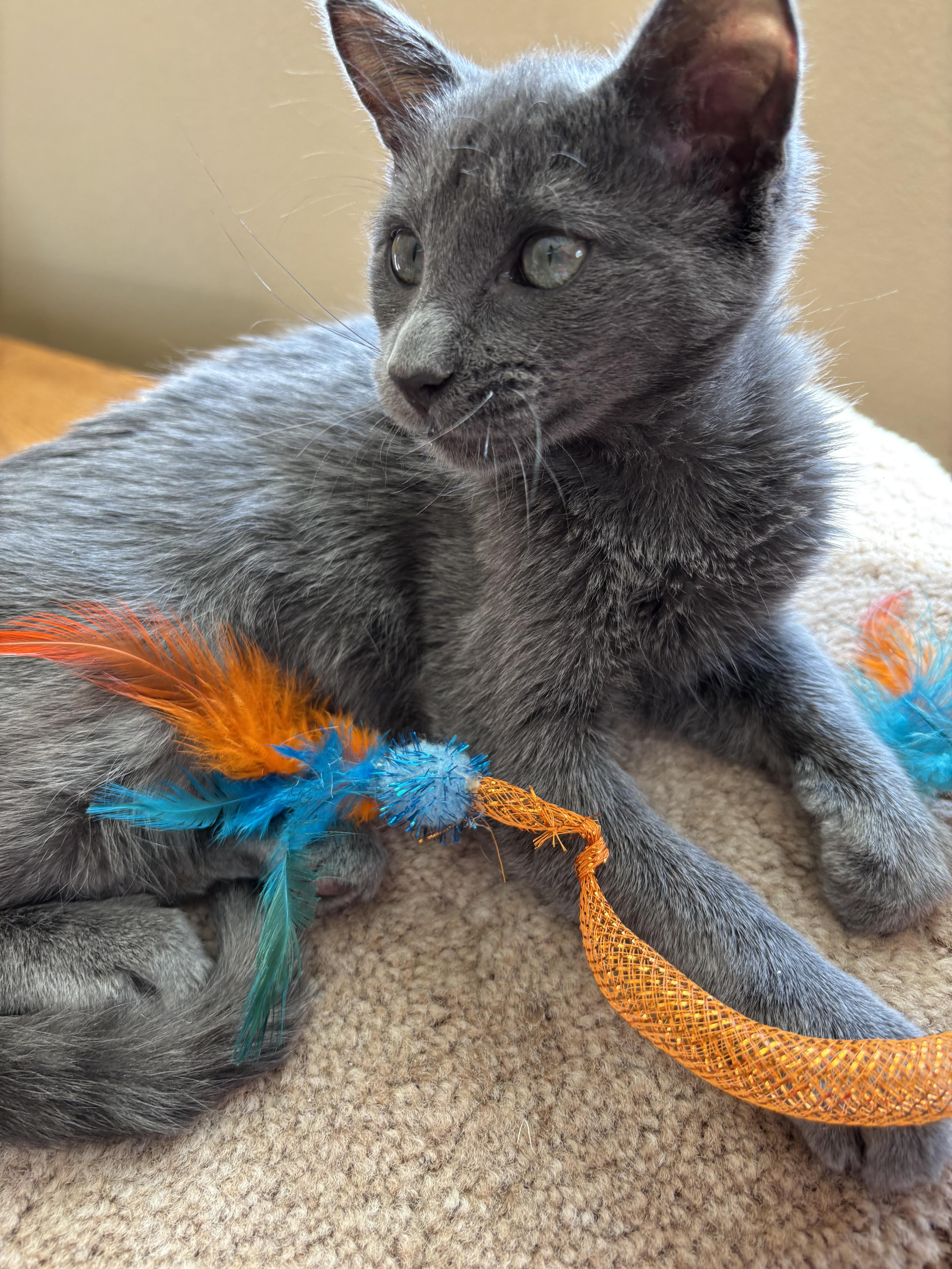 Enlarge Tiffany and Trixie, an adoption pending Domestic Short Hair in Sierra Vista, AZ image 3/6
