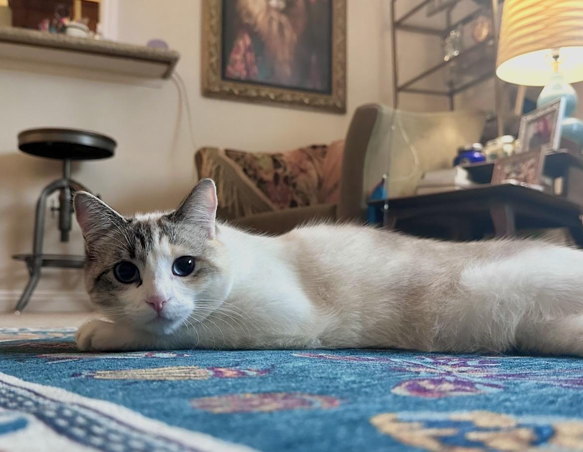 Enlarge Baby Girl Contact Sylva, an adopted mixed breed in Sherman Oaks, CA image 3/3