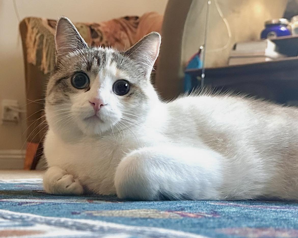 Enlarge Baby Girl Contact Sylva, an adopted mixed breed in Sherman Oaks, CA image 1/3