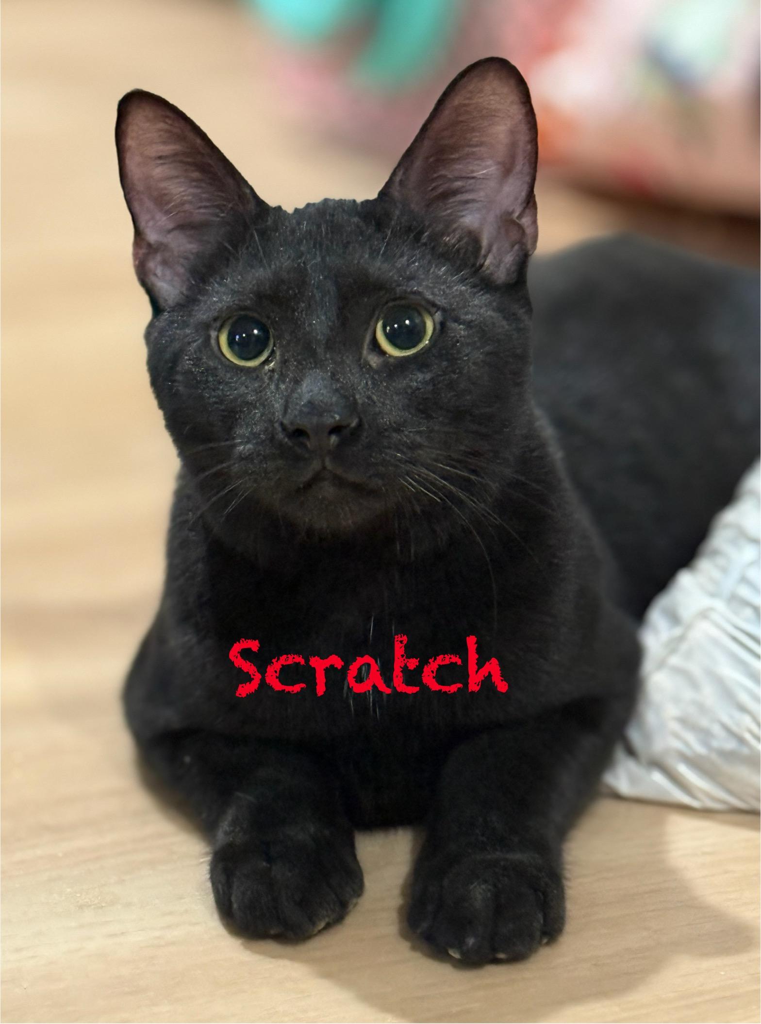Scratch
