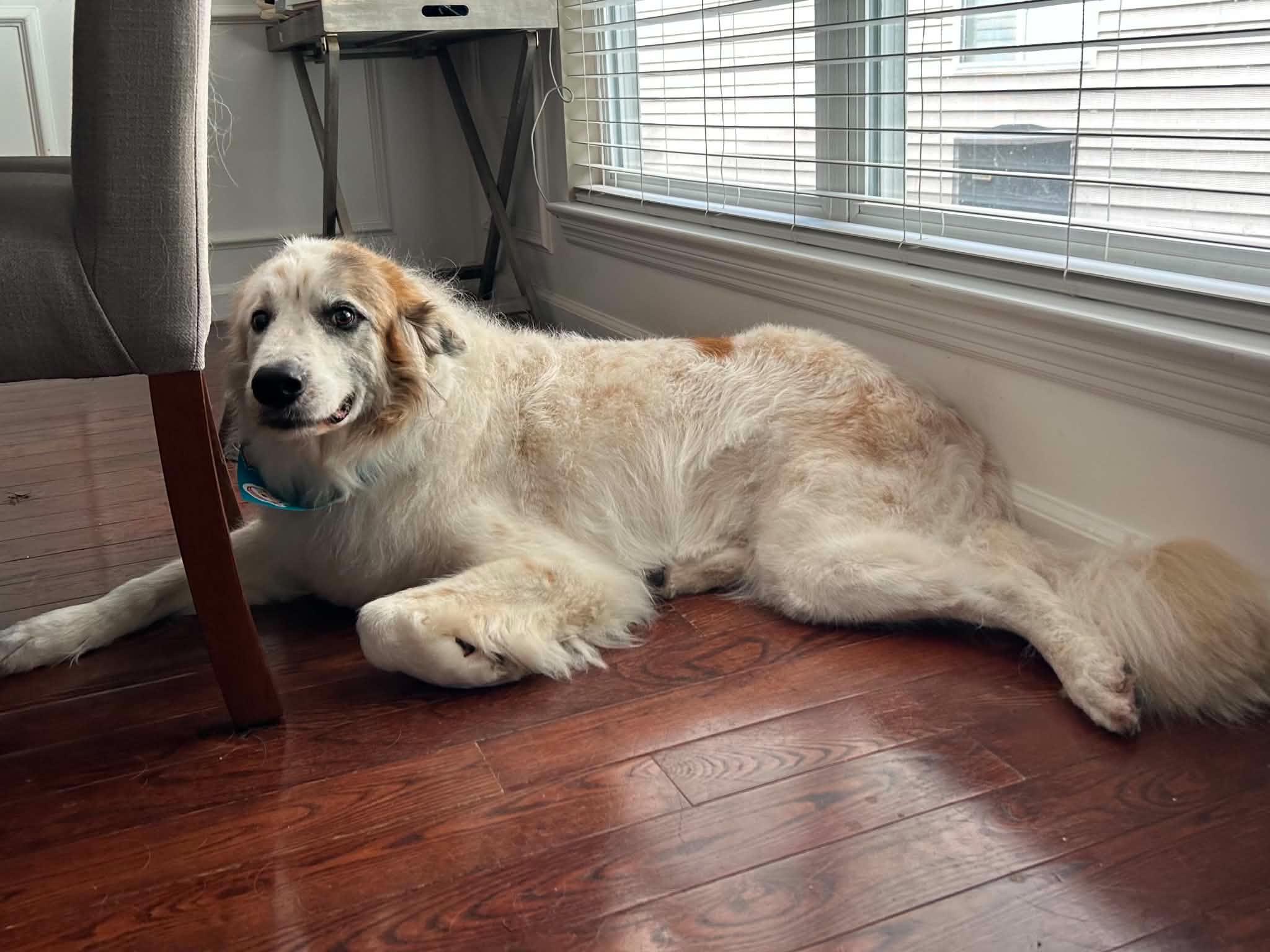 Oliver, a Adoptable Great Pyrenees in O'Fallon, MO image 4/4
