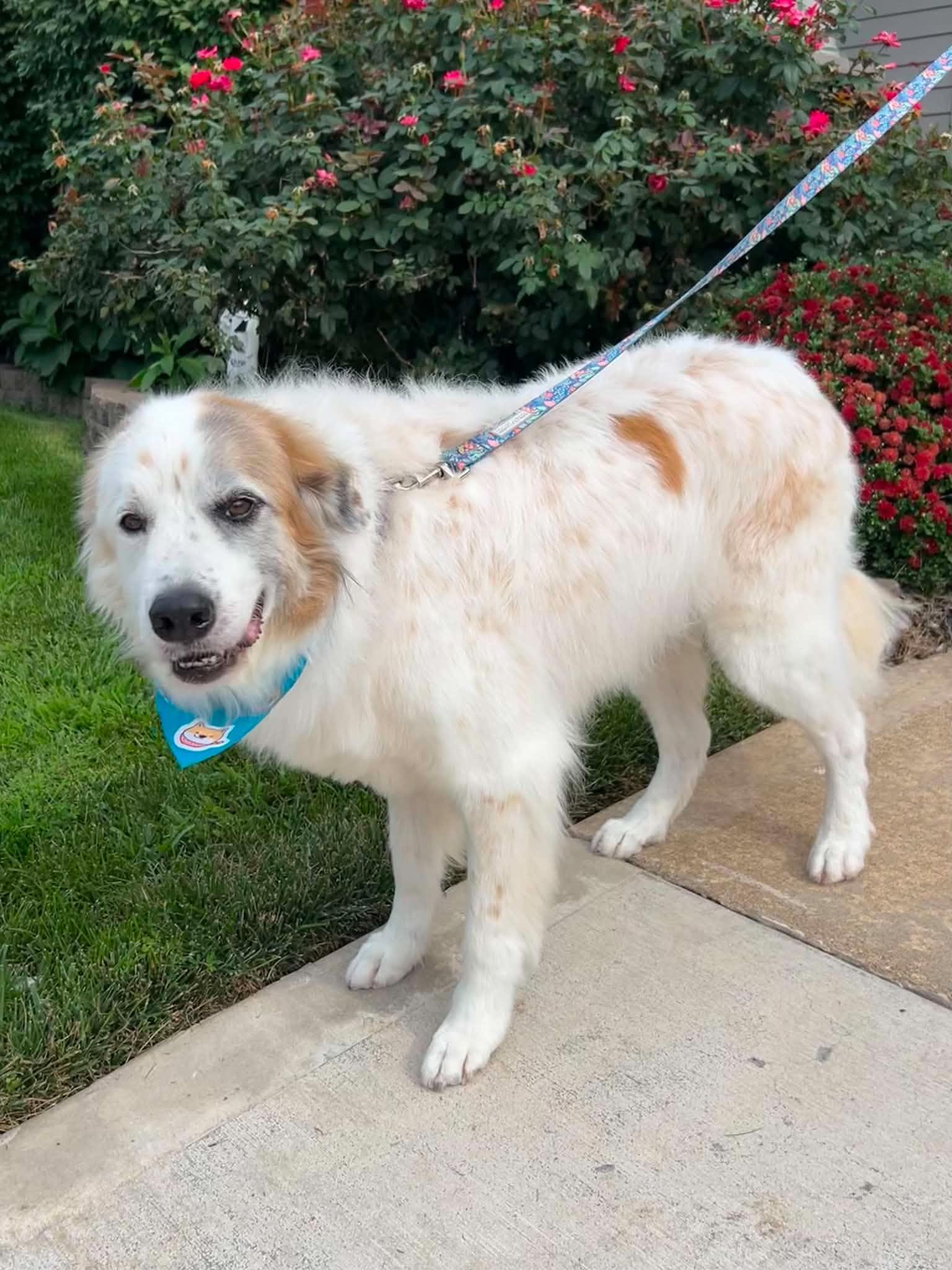 Oliver, Adoptable, Adult Male Great Pyrenees.