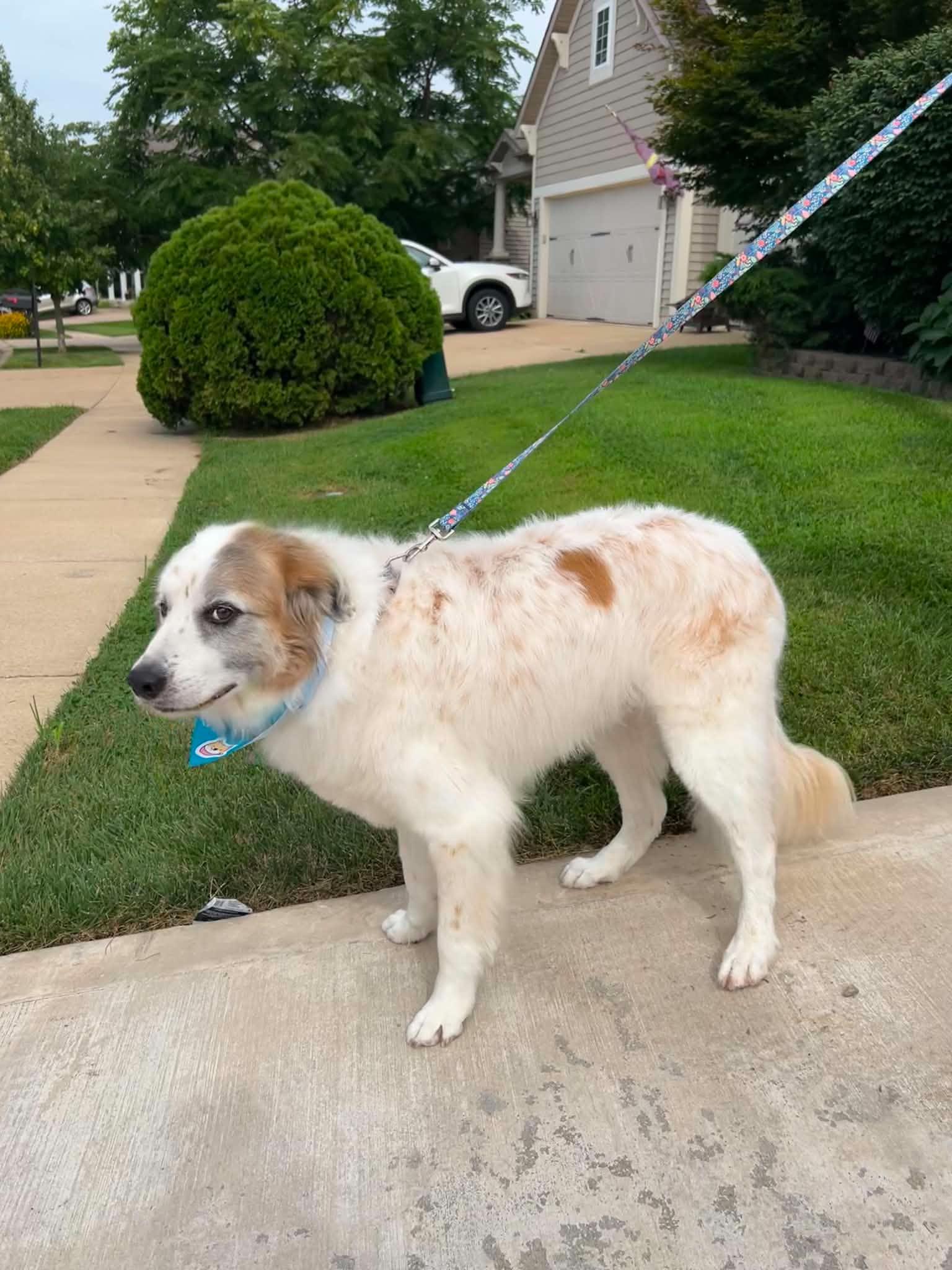 Oliver, a Adoptable Great Pyrenees in O'Fallon, MO image 2/4