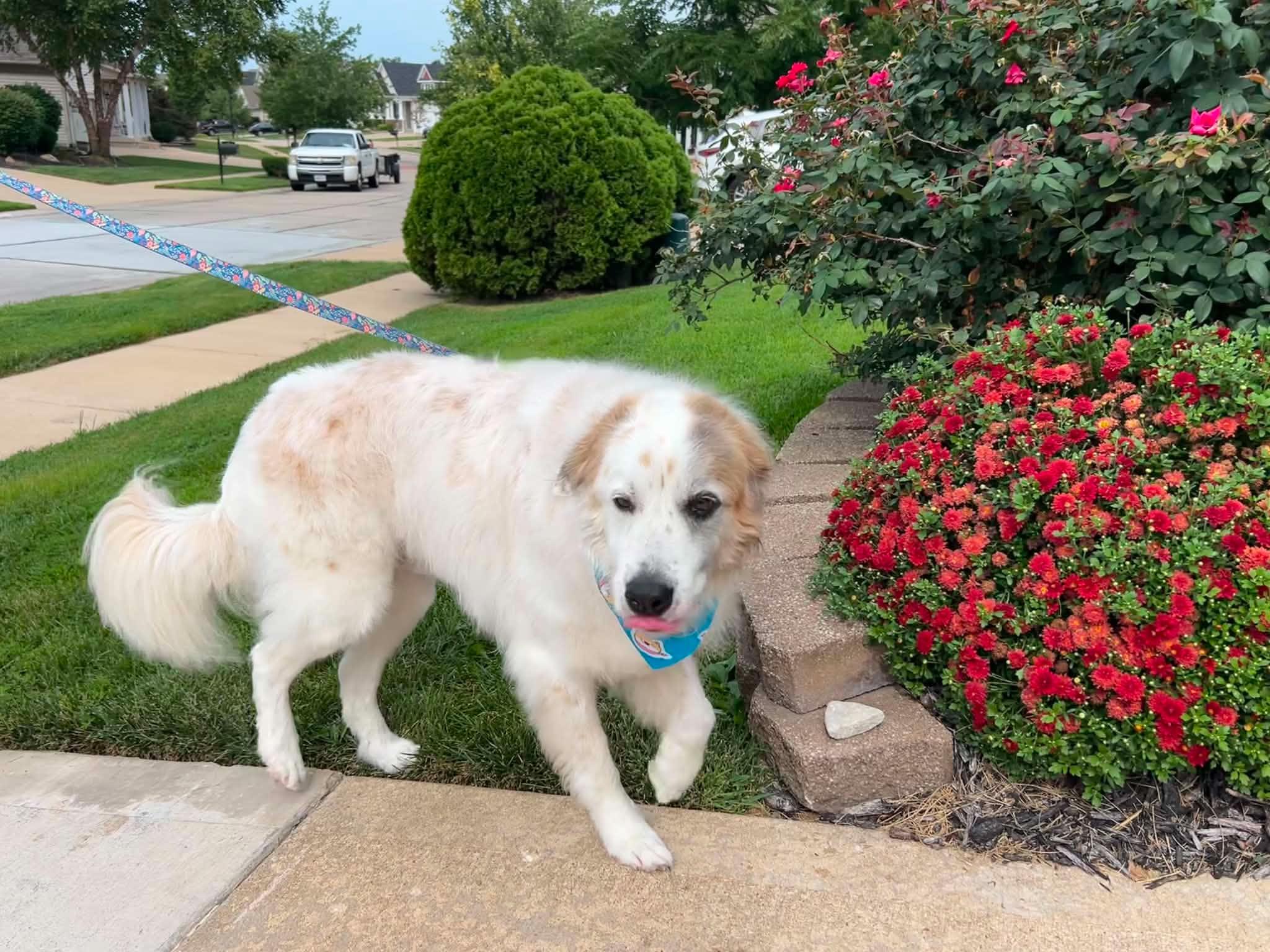 Oliver, a Adoptable Great Pyrenees in O'Fallon, MO image 3/4