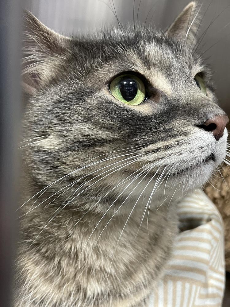 Rocketman, Adoptable, Adult Male Domestic Short Hair.