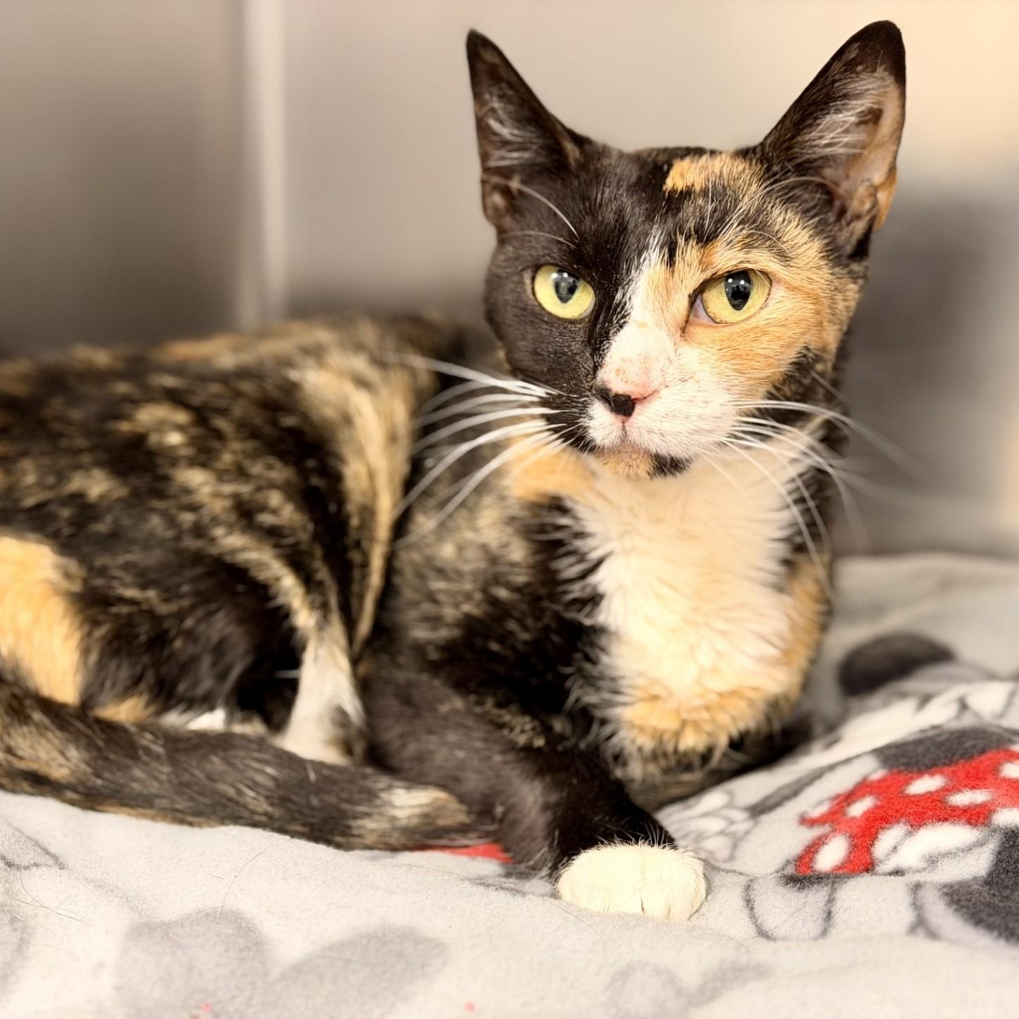 Enlarge Reba, a ADOPTABLE Domestic Short Hair in Manahawkin, NJ image 2/2