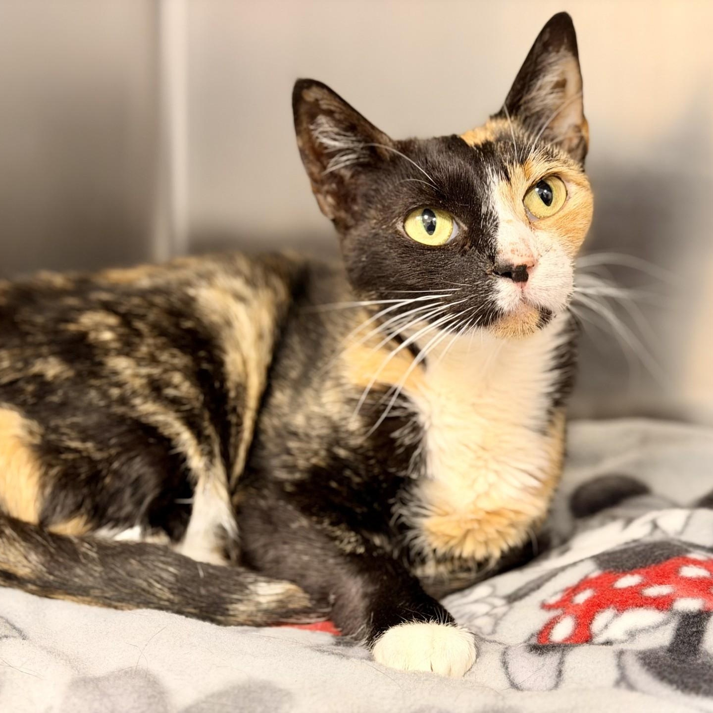 Reba, ADOPTABLE, Adult Female Domestic Short Hair.