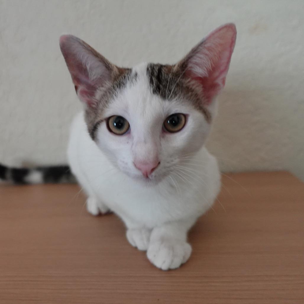 Mazzy, Adoptable, Young Male Domestic Short Hair & Domestic Short Hair.