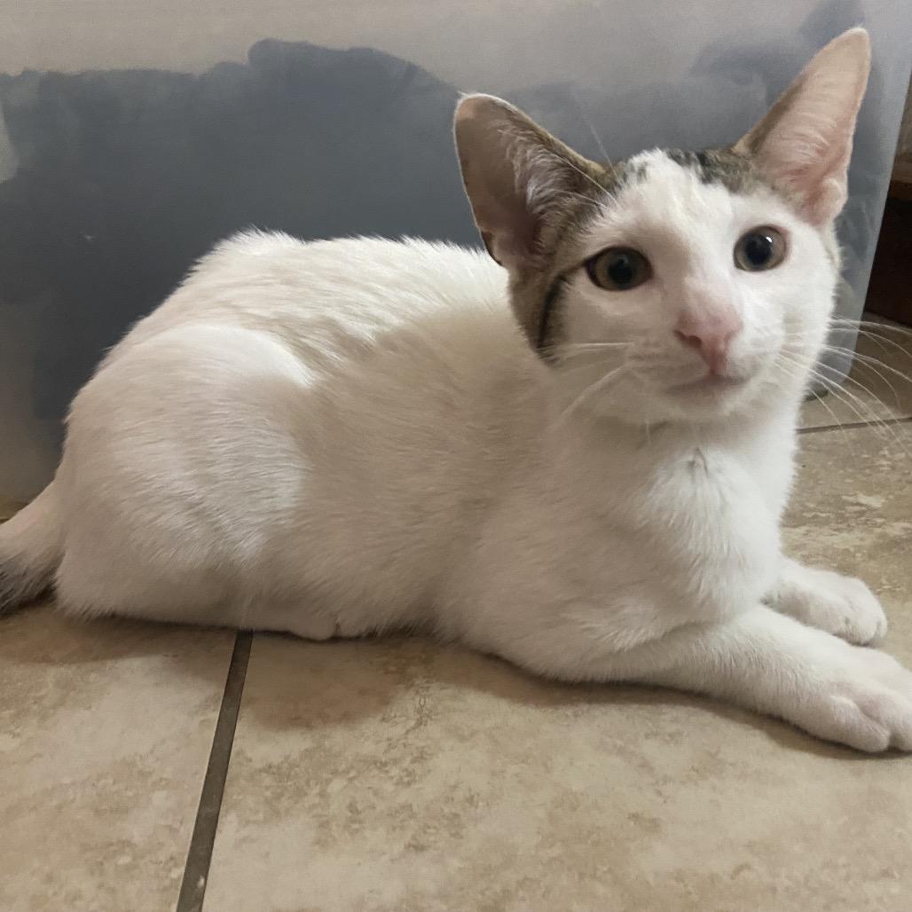 Mazzy, a Adoptable mixed breed in Mission Hills, CA image 2/4