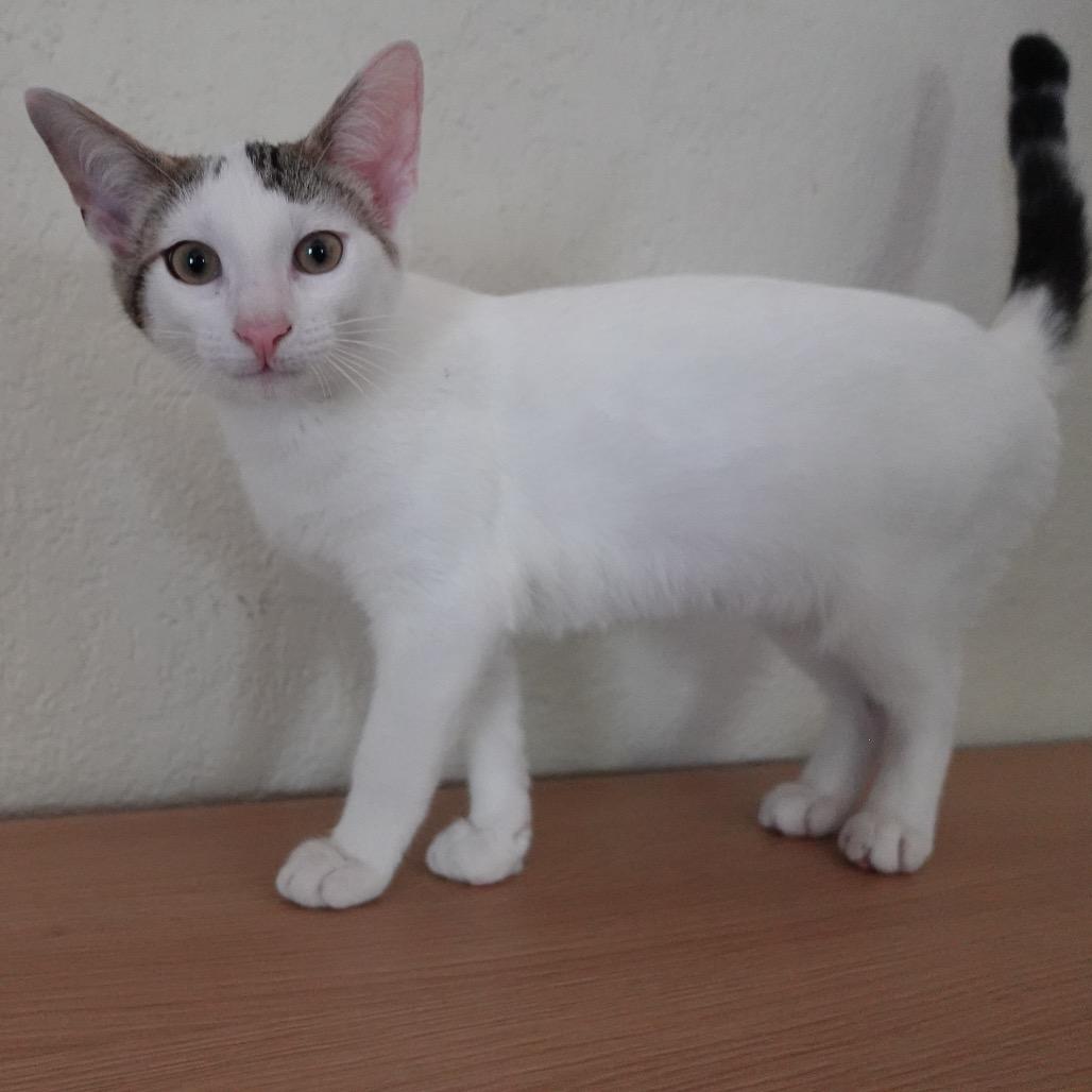 Mazzy, a Adoptable mixed breed in Mission Hills, CA image 3/4