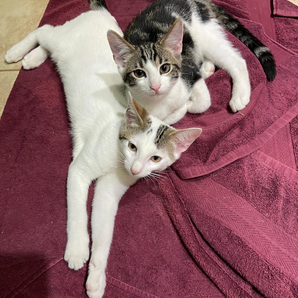 Mazzy, a Adoptable mixed breed in Mission Hills, CA image 4/4