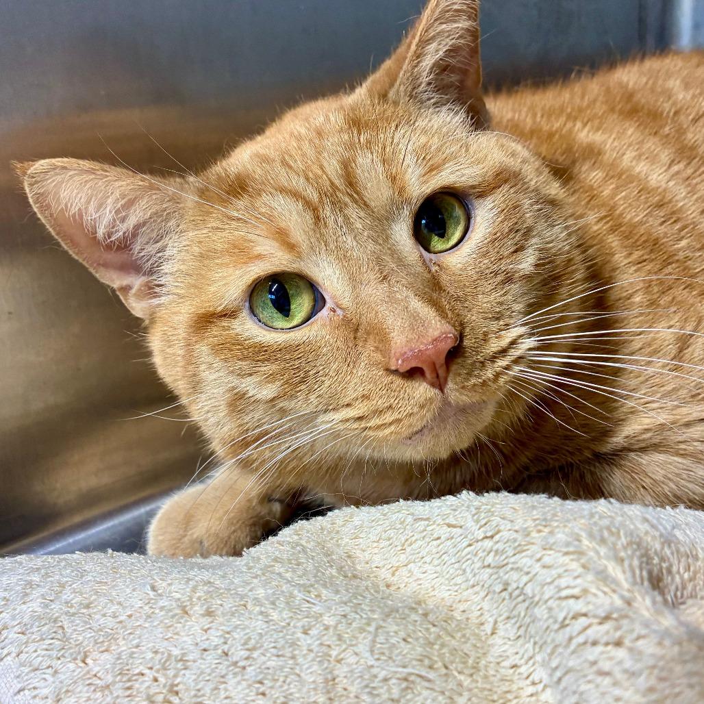 Leo TC, Adoptable, Senior Male Domestic Short Hair.