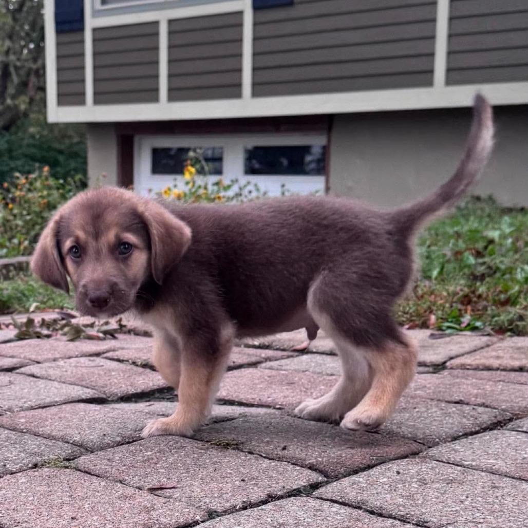 Cain, Adoptable, Puppy Male Chocolate Labrador Retriever & German Shepherd Dog.