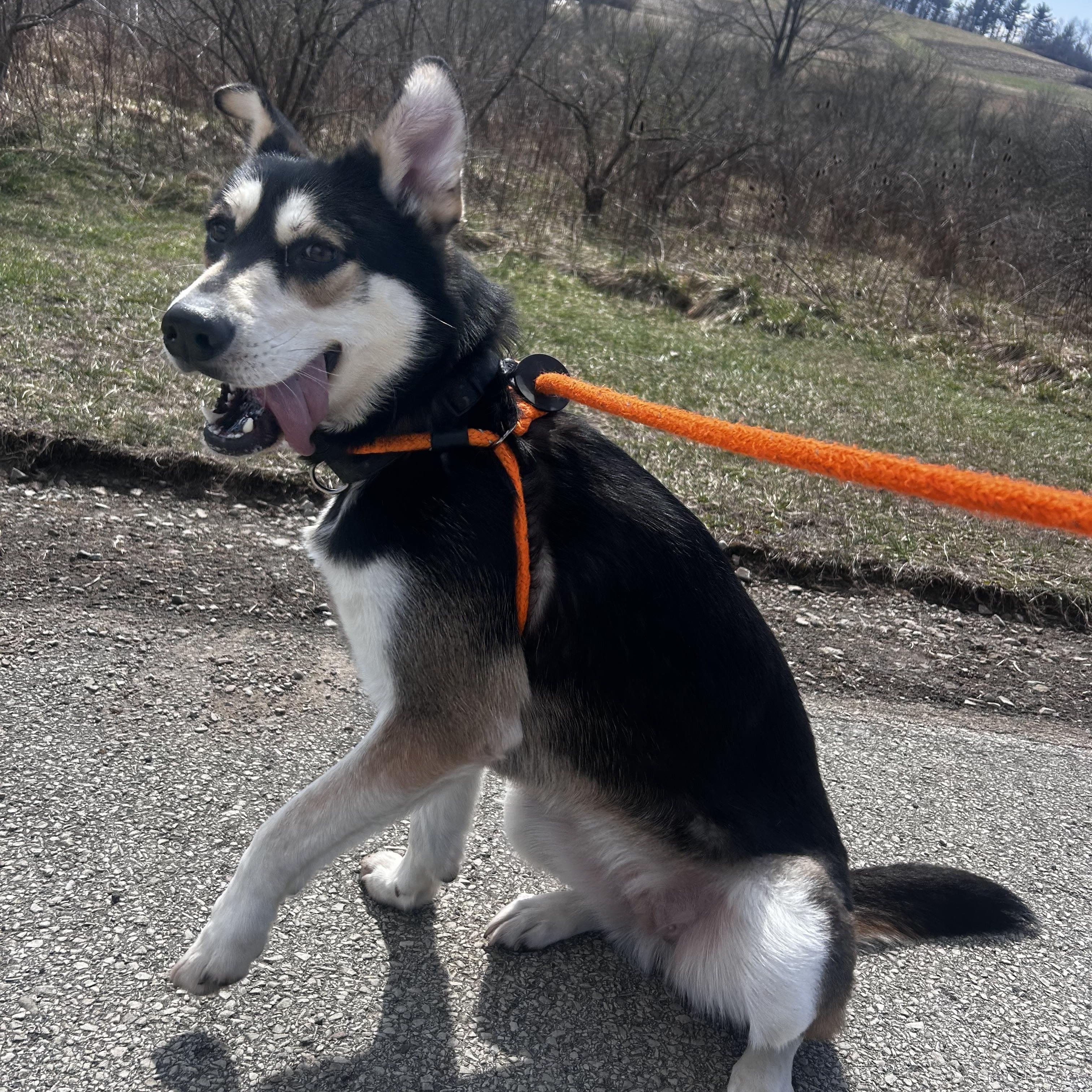 Enlarge Koda, an adopted mixed breed in Indiana, PA image 1/1