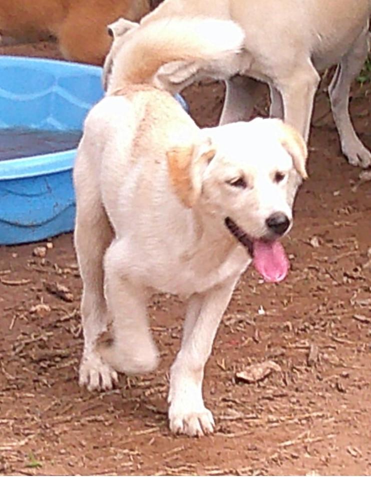 Enlarge HUDSON, an adopted mixed breed in San Antonio, TX image 1/5