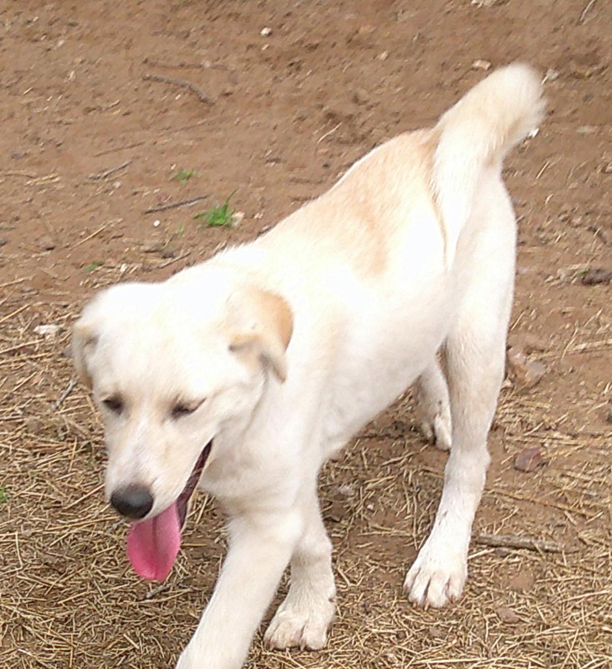 Enlarge HUDSON, an adopted mixed breed in San Antonio, TX image 2/5