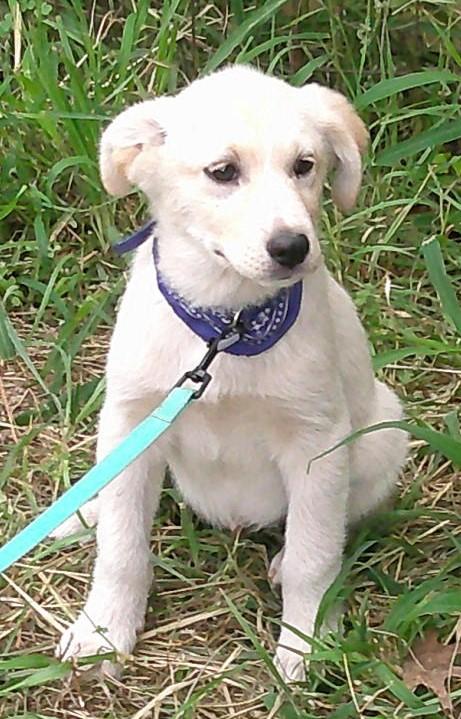 Enlarge HUDSON, an adopted mixed breed in San Antonio, TX image 3/5