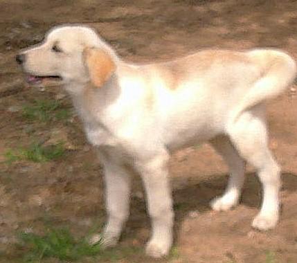 Enlarge HUDSON, an adopted mixed breed in San Antonio, TX image 4/5
