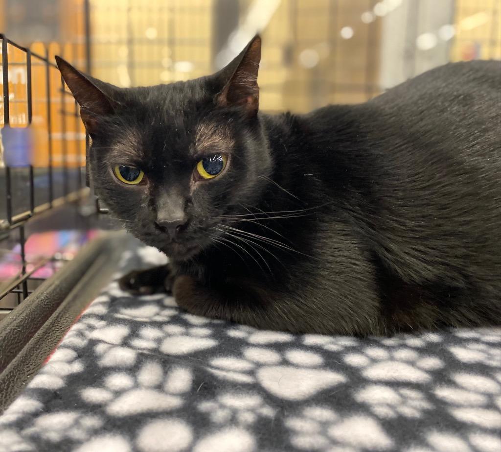 Molly, Adoptable, Young Female Domestic Short Hair & Extra-Toes Cat / Hemingway Polydactyl.