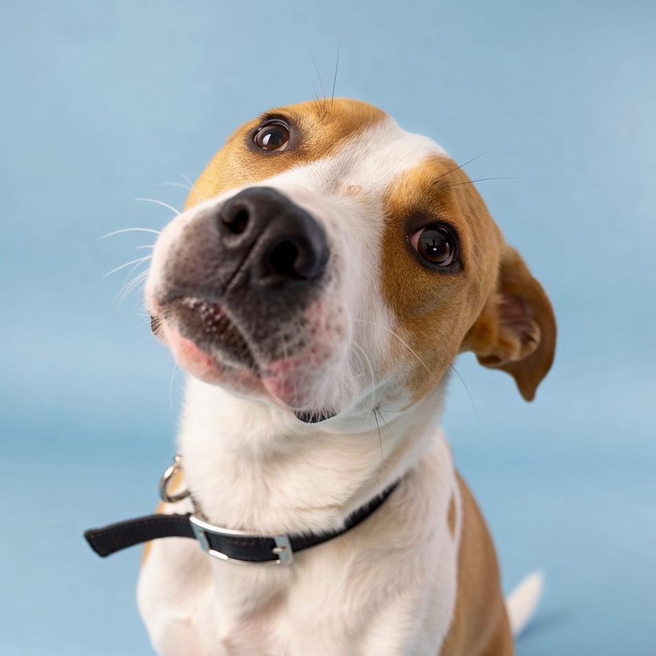 Enlarge Buzz Lightyear, a Adoptable Mixed Breed in Bangall, NY image 2/3