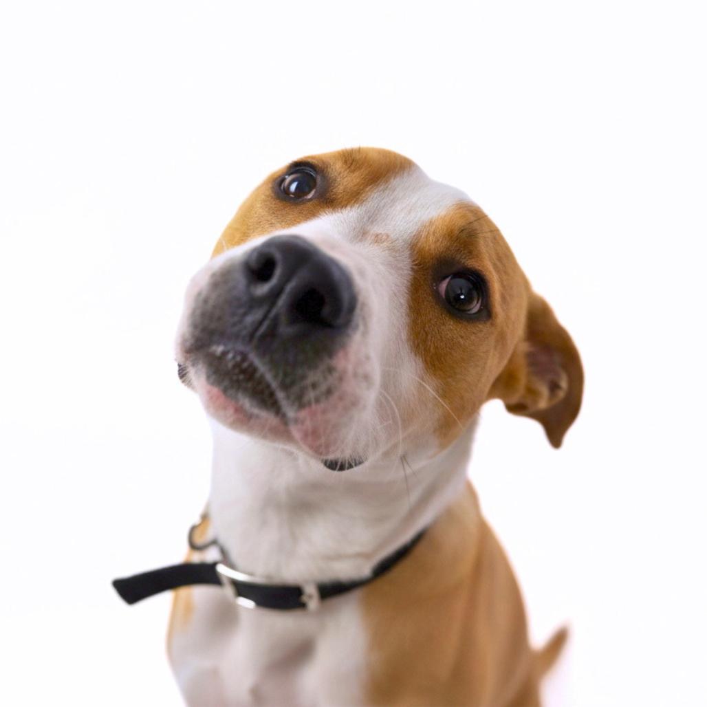 Enlarge Buzz Lightyear, a Adoptable Mixed Breed in Bangall, NY image 2/3