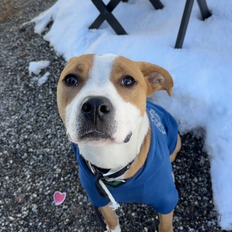 Enlarge Buzz Lightyear, a Adoptable Mixed Breed in Bangall, NY image 3/6