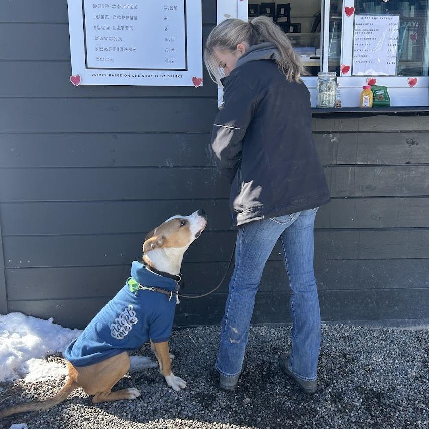 Enlarge Buzz Lightyear, a Adoptable Mixed Breed in Bangall, NY image 5/6